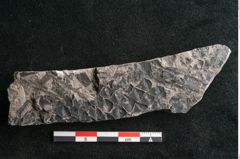 Foto (Detailansicht) von Lepidodendron selaginoides Sternbg. (NHMW-GEO-2024-0188-11039)